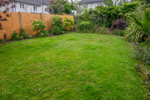 Thistle Down